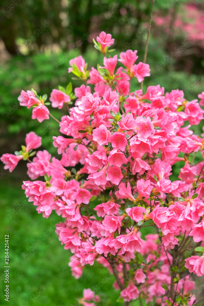 Coral Bells Azalea, USA Coral Bells Azalea, USA