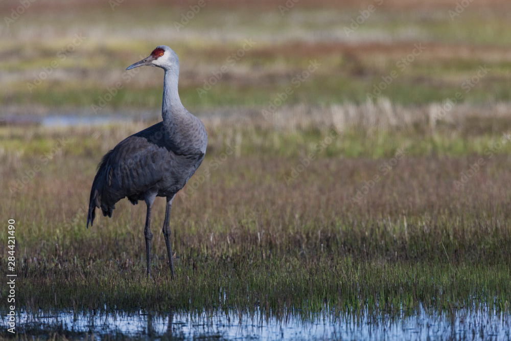 Fototapeta premium Sandhill crane standing guard