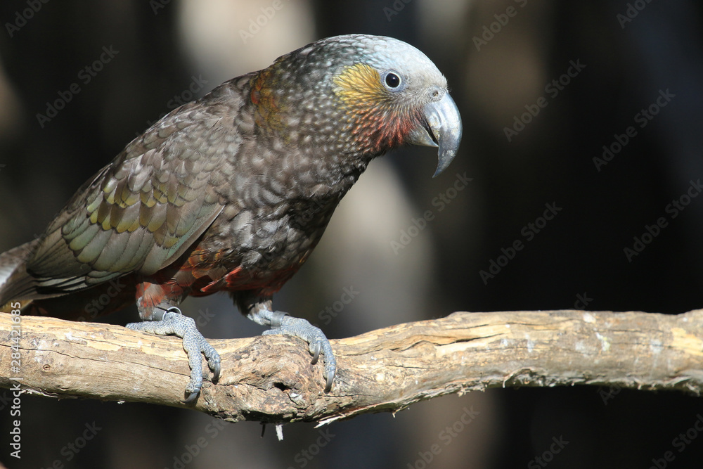 Kaka New Zealand Endemic Parrot Kaka New Zealand Endemic Parrot
