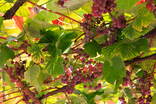 Macedonia, Ohrid and Lake Ohrid, grapes growing along trellis. photo