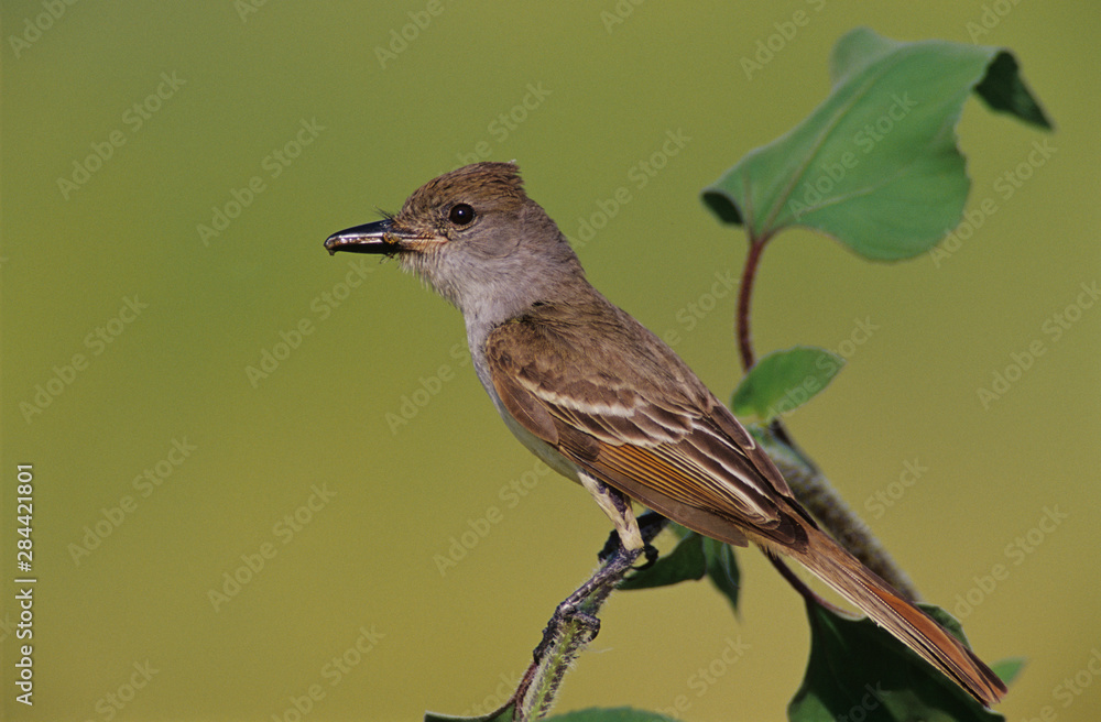 Fototapeta premium Brown-crested Flycatcher, Myiarchus tyrannulus,adult with insect on Sunflower, The Inn at Chachalaca Bend, Cameron County, Rio Grande Valley, Texas, USA, May