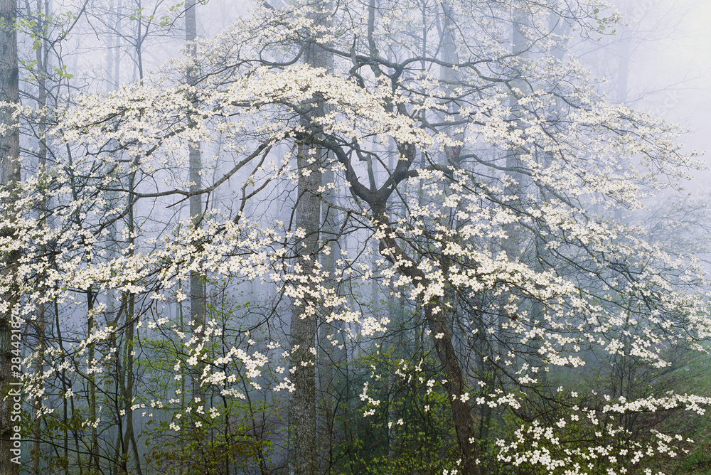 custom made wallpaper toronto digitalFlowering Dogwood in foggy, Forest