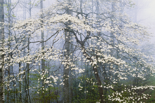 Wallpaper Mural Flowering Dogwood in foggy, Forest Torontodigital.ca
