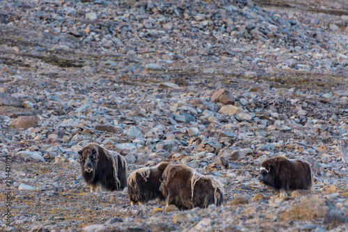 Greenland. Kong Oscar Fjord. Dream Bay. Herd of musk oxen. photo