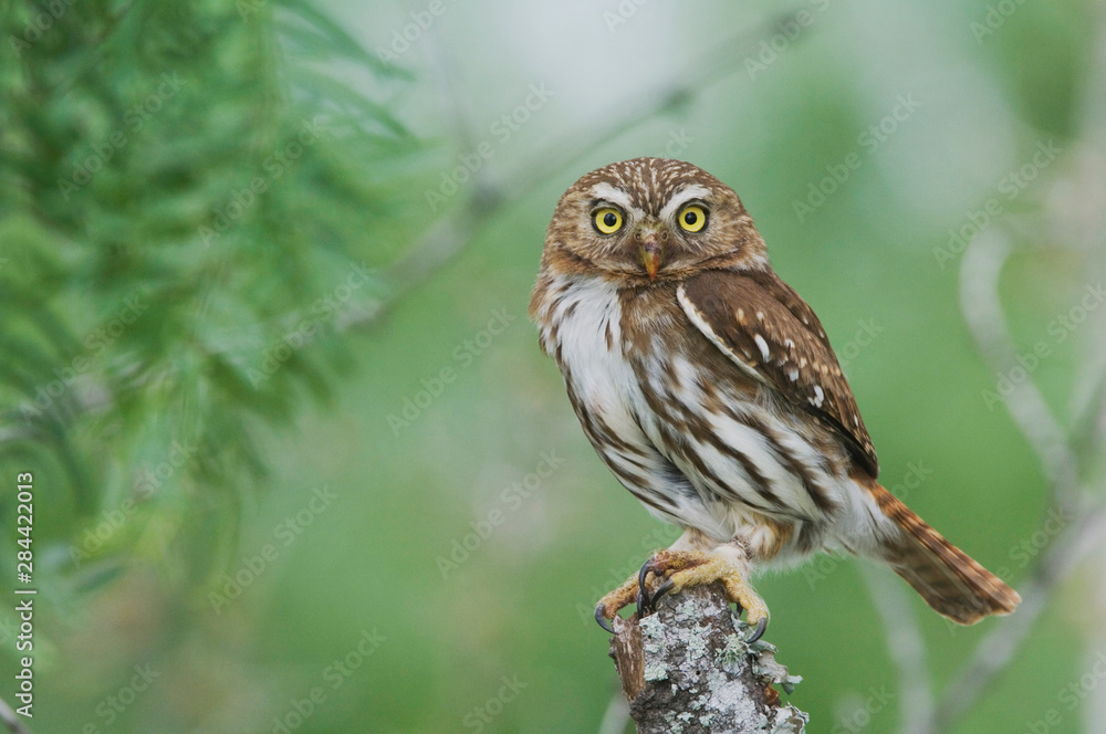 custom made wallpaper toronto digitalFerruginous Pygmy-Owl, Glaucidium brasilianum, adult, Willacy County, Rio Grande Valley, Texas, USA, May