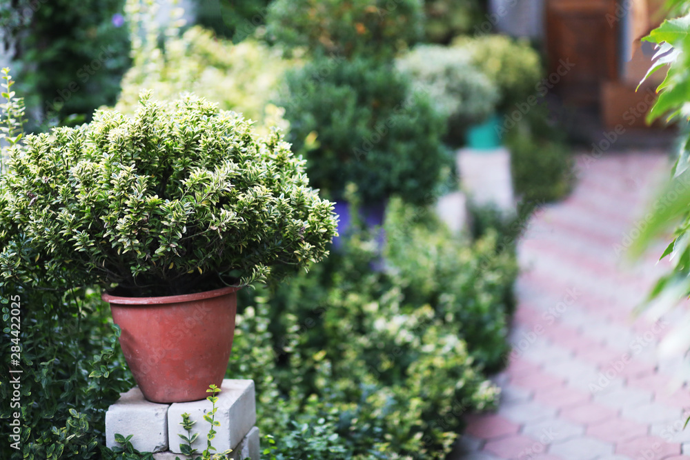 boxwood bush in a flower pot grows in the garden boxwood bush in a flower pot grows in the garden