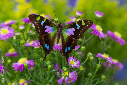 Purple spotted Swallowtail butterfly, Graphium weiski photo