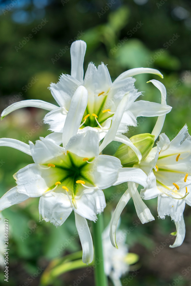 Fototapeta premium Peruvian Daffodils, USA
