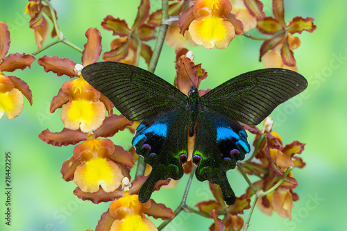 The Peacock Swallowtail Butterfly, Papilio arcturus photo