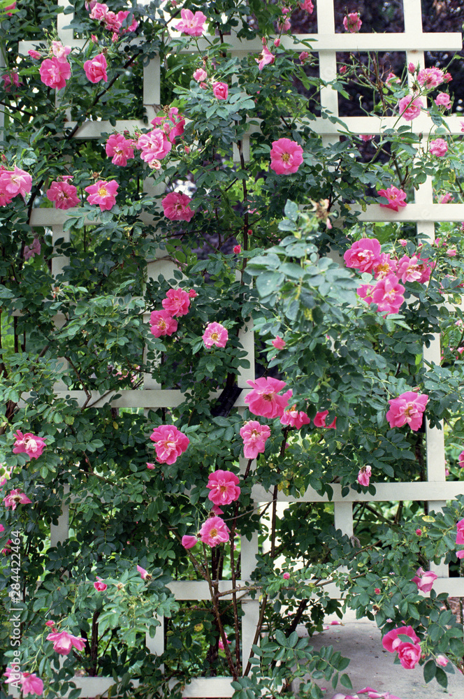 Garden Rose on Trellis