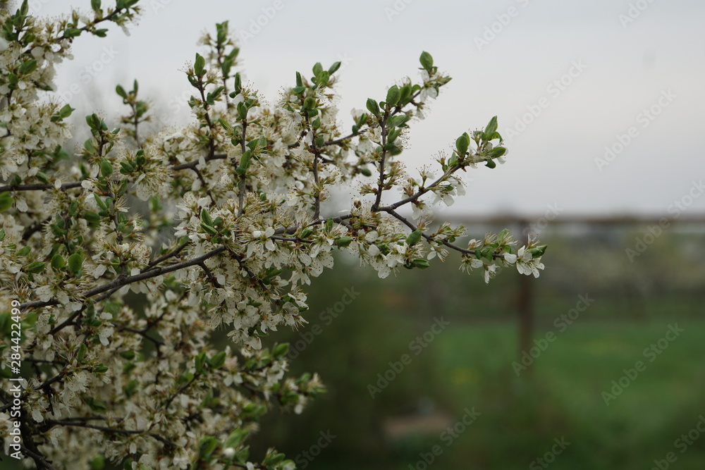 Naklejka premium tree in spring