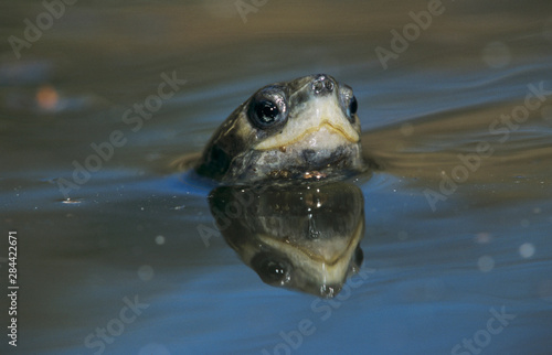 Mediterranean Pond Turtle, Mauremys leprosa, adult swimming, Samos, Greek Island, Greece, April