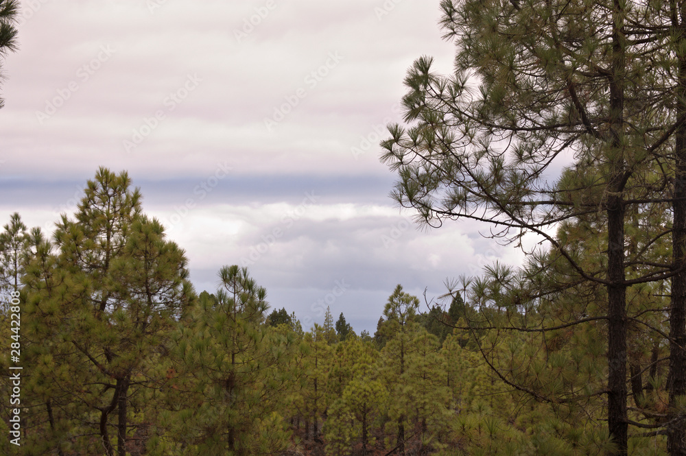 Pine forest landscape with clouds in the background Pine forest landscape with clouds in the background