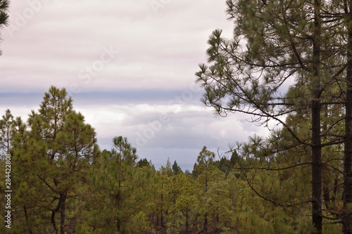 Pine forest landscape with clouds in the background