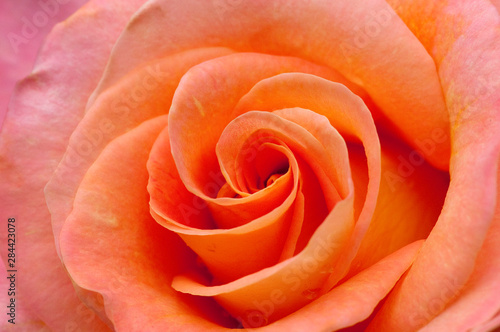 Orange rose close-up.