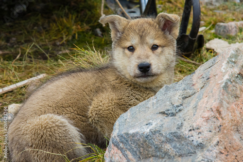 Greenland. Scoresby Sund. Ittoqqortoormiit. Sled dog puppy with thick fur. photo