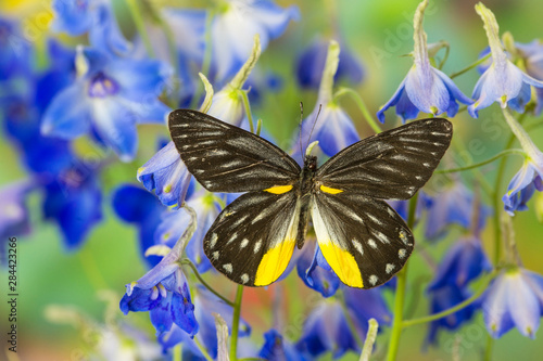 Jezebels Butterfly, Delias species in the Pieridae family photo