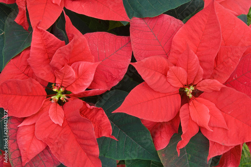 Red Poinsettia Detail  Euphorbia pulcherrima 