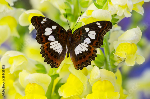 Tropical butterfly Moduza mata amida photo