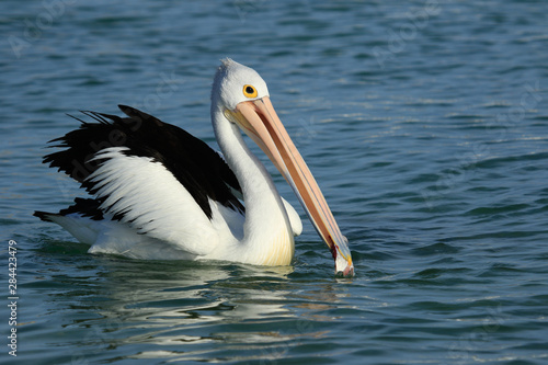 Australian Pelican © Imogen