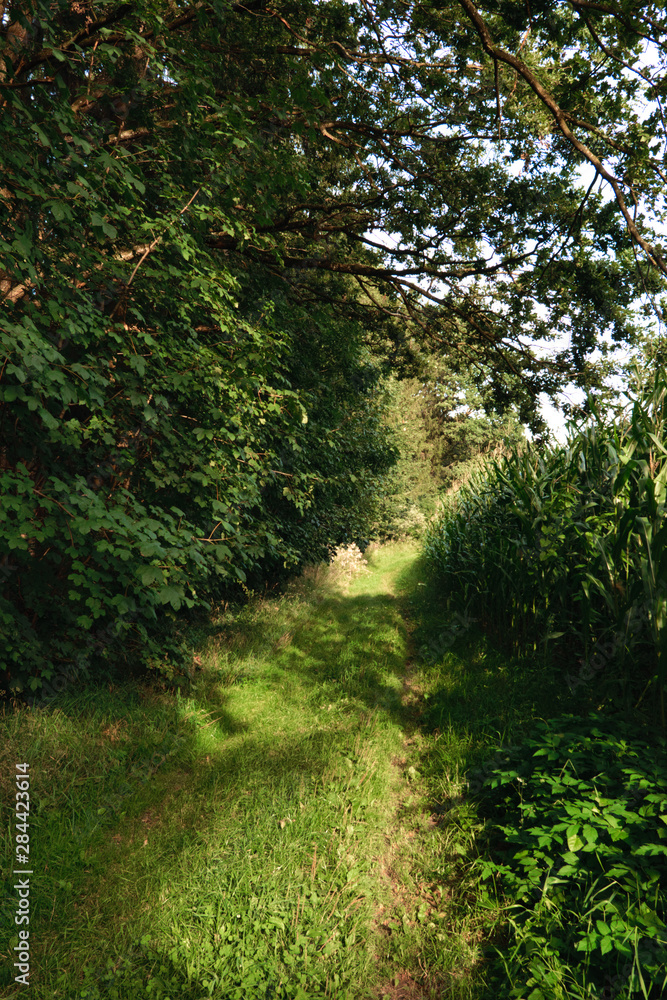 Fototapeta premium Dicht bewachsener Forstweg zwischen Waldrand und Maisweg