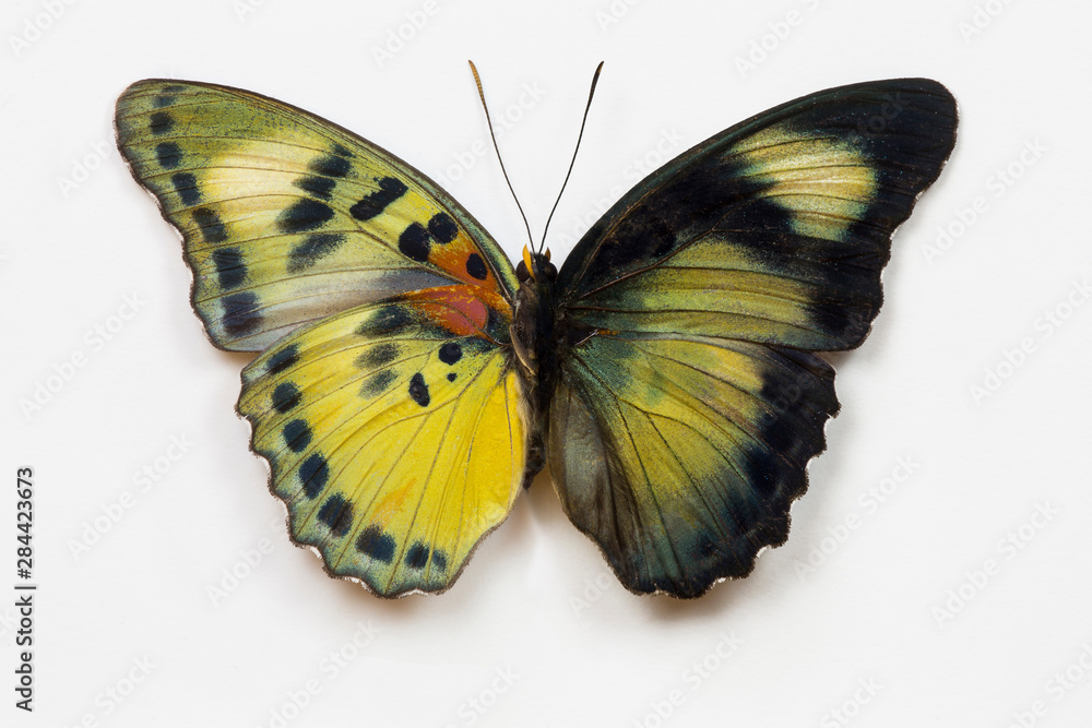 Euphaedra sp. from Africa comparing the top and underside of its wings Euphaedra sp. from Africa comparing the top and underside of its wings