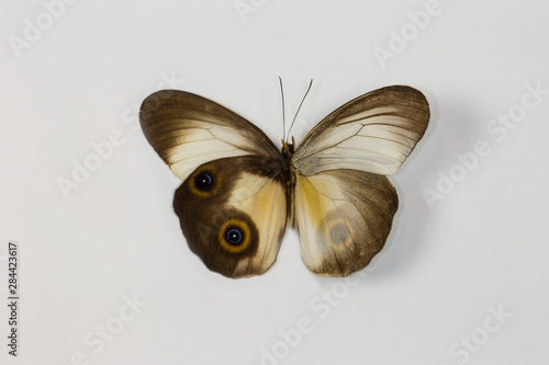 The Silky Owl Butterfly, Taenaris macrops wing comparison top and bottom wings photo