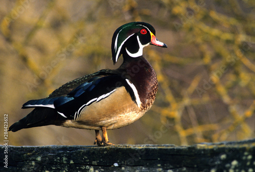 Obraz na plátne Male wood duck, Canada