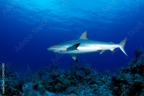 Reef shark Caribbean © Michael DeFreitas/Danita Delimont