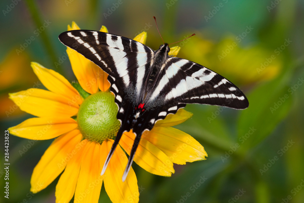 Fototapeta premium Zebra Swallowtail Butterfly, Eurytides marcellus