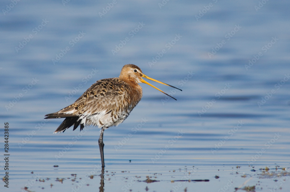 Black-tailed Godwit, Limosa limosa, adult in breeding plumage calling,National Park Lake Neusiedl, Burgenland, Austria, April Black-tailed Godwit, Limosa limosa, adult in breeding plumage calling,National Park Lake Neusiedl, Burgenland, Austria, April