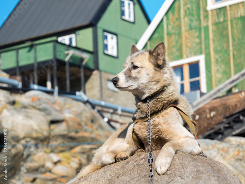 Canvas Print Sled dogs in the small town Uummannaq, northwest Greenland