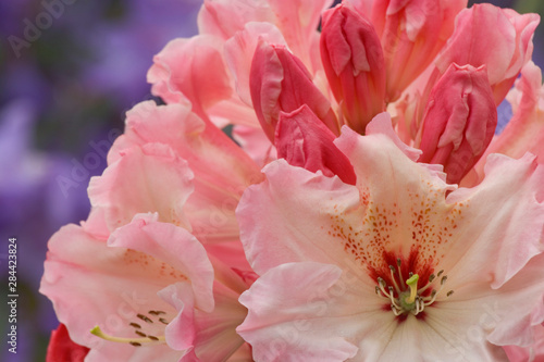 Close-up of pink rhododendron blossoms. 