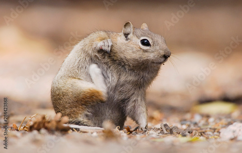 Golden-mantled Ground Squirrel, Spermophilus lateralis, adult scratching, Rocky Mountain National Park, Colorado, USA, September