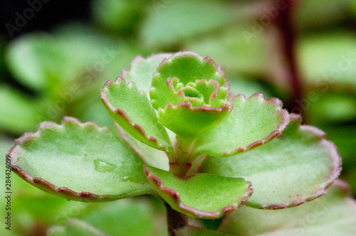 Close up of young succulent leaves. © Matt Freedman/Danita Delimont