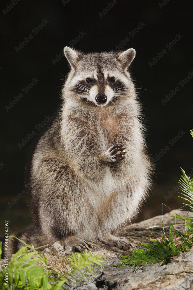 Northern Raccoon, Procyon lotor, adult at spring fed pond with fern, Uvalde County, Hill Country, Texas, USA, April Northern Raccoon, Procyon lotor, adult at spring fed pond with fern, Uvalde County, Hill Country, Texas, USA, April