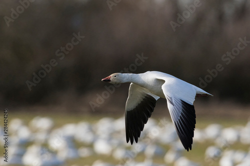 Snow Goose flying © Ken Archer/Danita Delimont