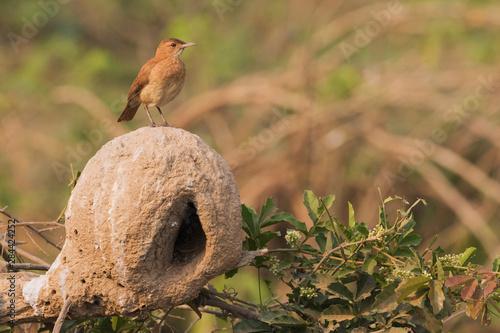 Rufous hornero perched on nest photo