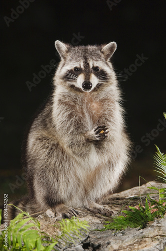 Northern Raccoon  Procyon lotor  adult at spring fed pond with fern  Uvalde County  Hill Country  Texas  USA  April