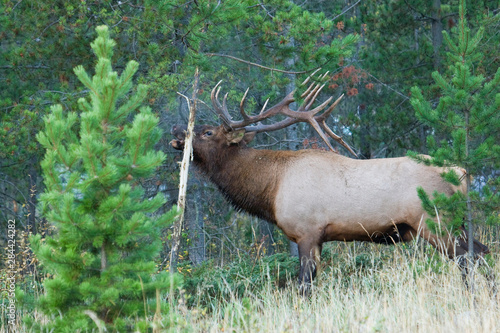 Rocky Mountain bull elk  scent marking and bugling