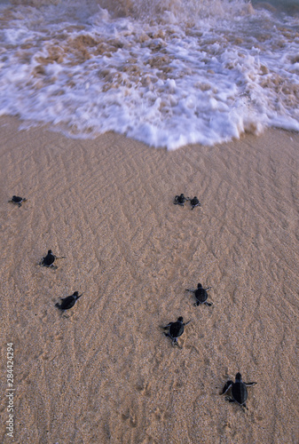 Green Turtle   Chelonia mydas   hatchlings head to sea  Ascension Island  South Atlantic Ocean.