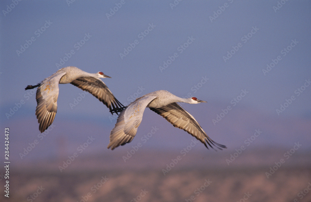 Obraz premium Sandhill Crane, Grus canadensis, adult and young in flight, Bosque del Apache National Wildlife Refuge, New Mexico, USA, December