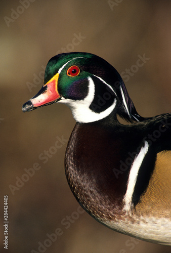 Male wood duck, Canada