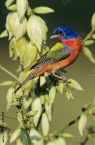 Painted Bunting, Passerina ciris,male on blooming Soaptree Yucca (Yucca elata), Lake Corpus Christi, Texas, USA, May