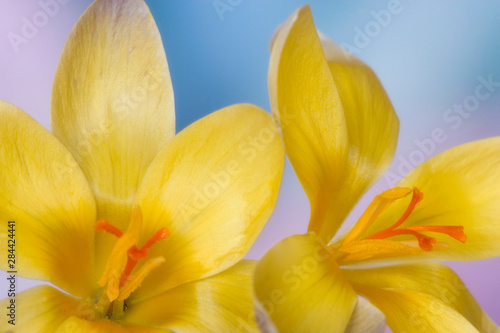 Detail of yellow crocus in spring. 