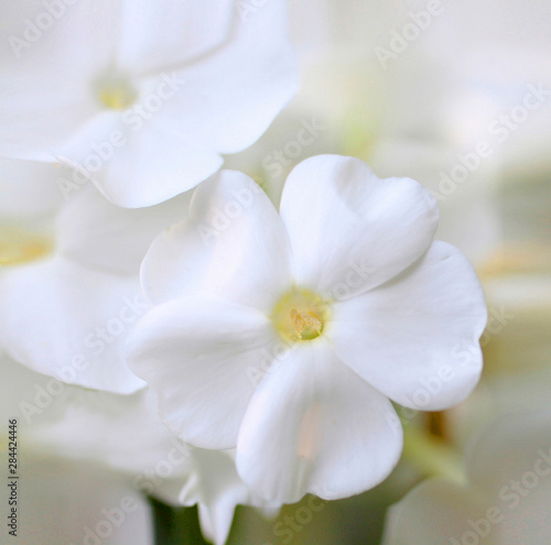 White Phlox