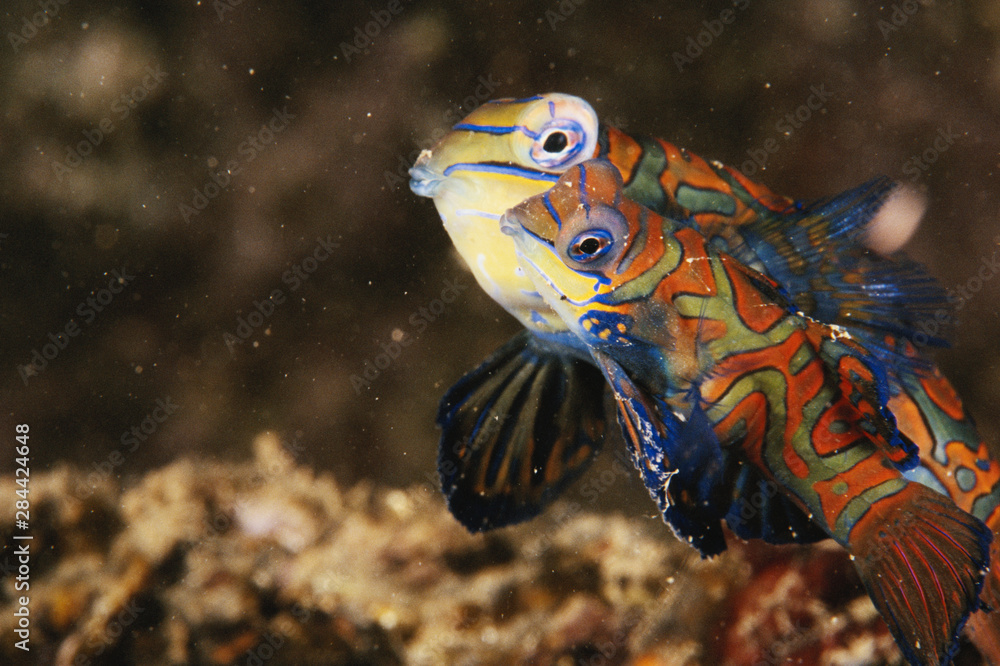 Pacific, Indo, Mandarin fish in undersea Pacific, Indo, Mandarin fish in undersea