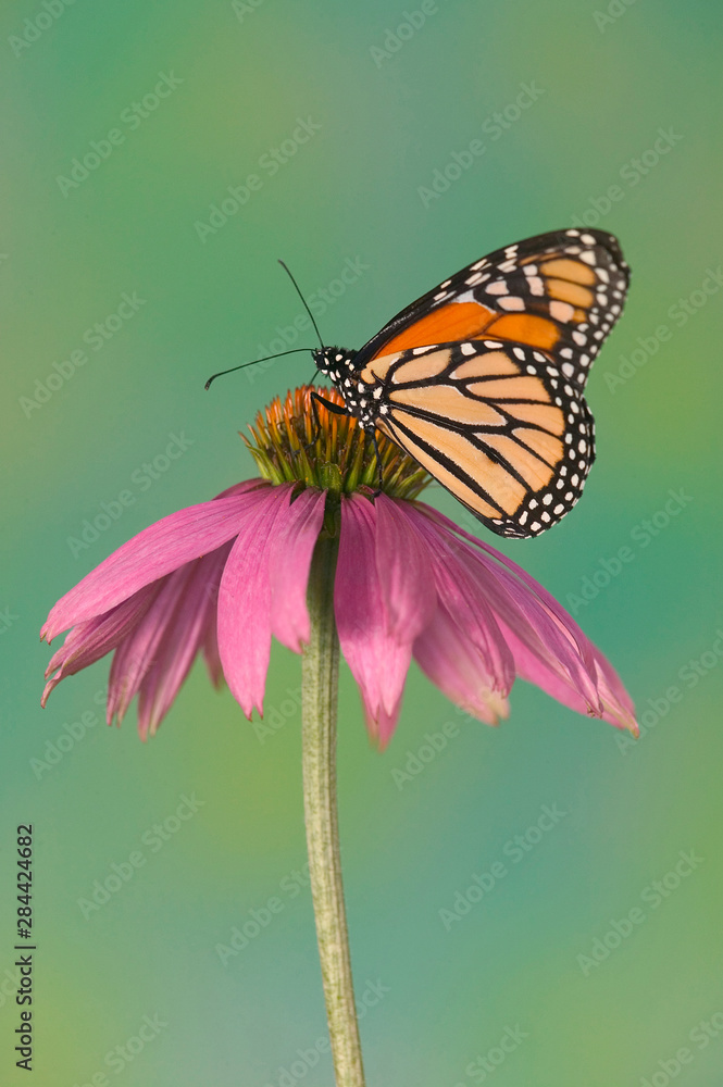 Fototapeta premium Monarch Butterfly, Danaus plexippus