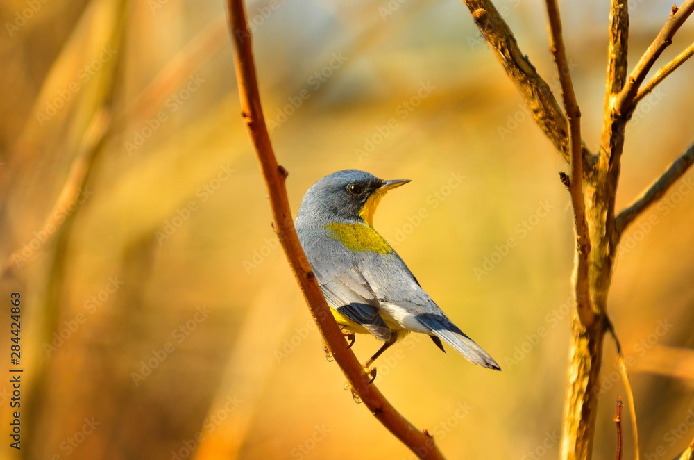 Naklejka premium aves