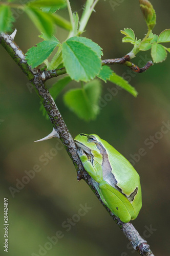 Common Tree Frog, Hyla arborea, adult resting in wild rose bush, National Park Lake Neusiedl, Burgenland, Austria, April